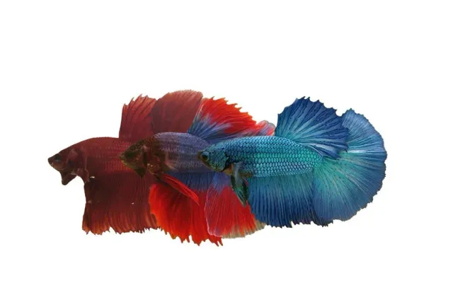 Näsets Ciklidhobby Libby Betta Super Delta kampfisk XL mix