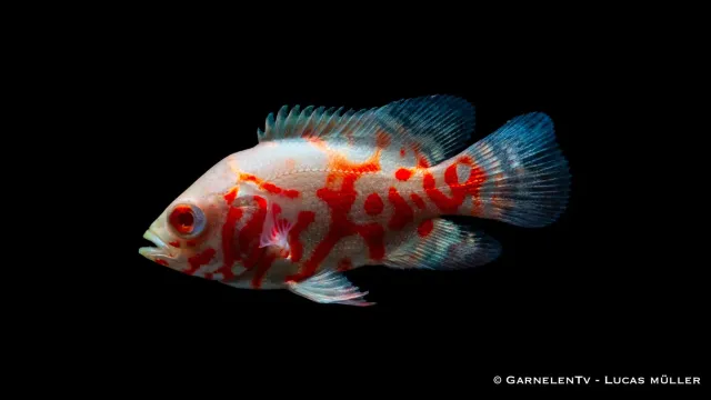 Garnelen TV Påfågelciklid Albino Tiger 4 cm Oscar