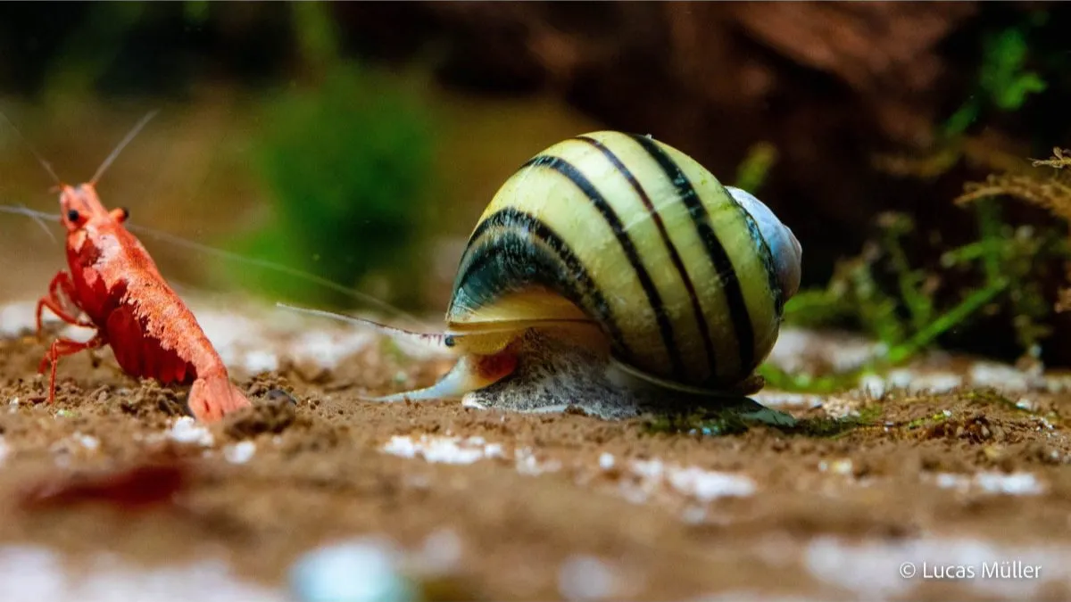 Garnelen TV Zebra äppelsnäcka Asolene spixi 3-4 cm