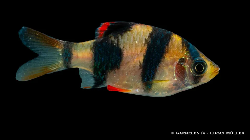Sumatrabarb Puntigrus tetrazona stimfisk sötvatten