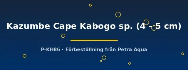 Näsets Ciklidhobby Petrochromis Kazumbe Kabogo ciklid 4-5 cm