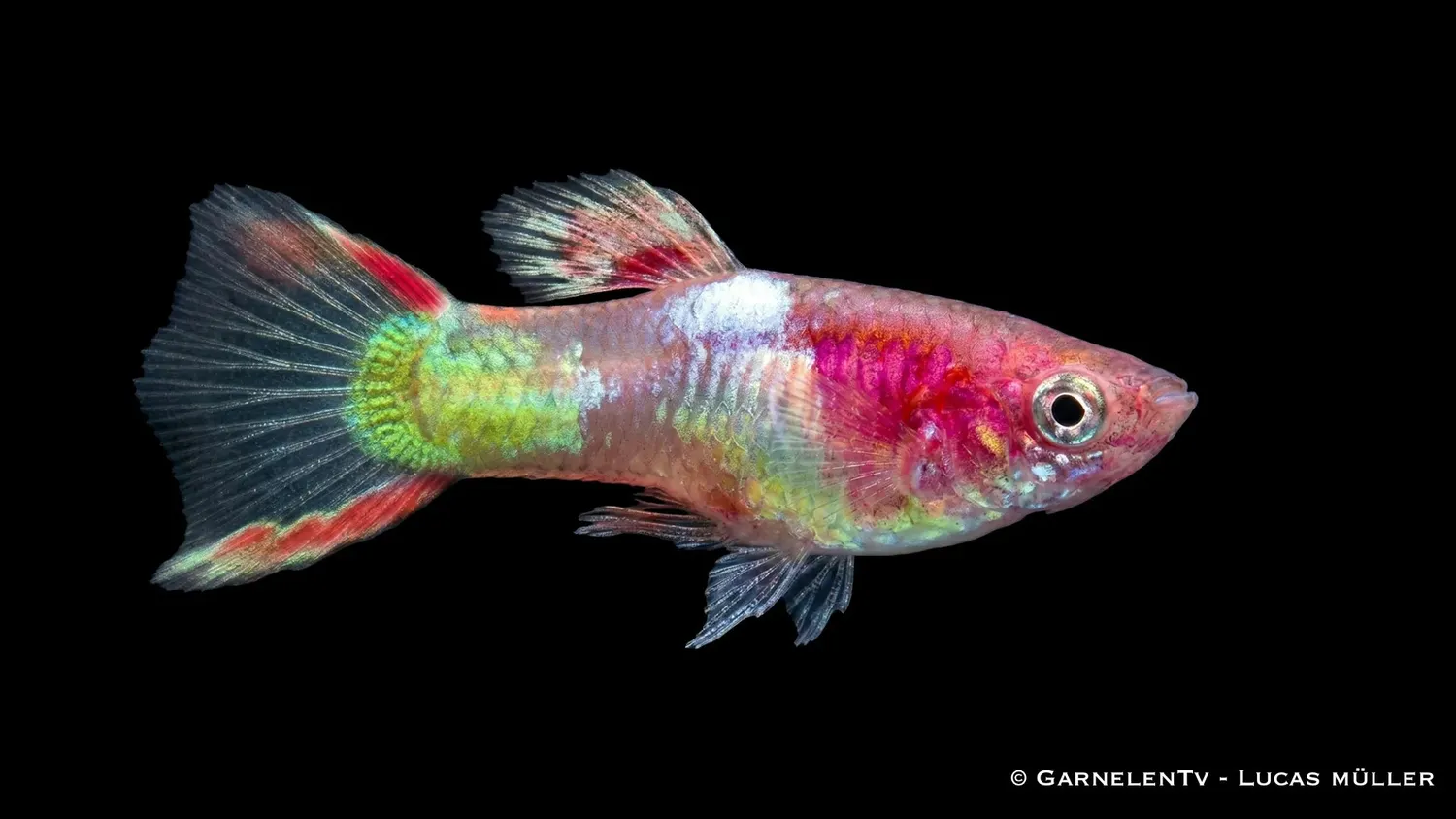 Garnelen TV Endlers Guppy Red Neon guppy hane nano