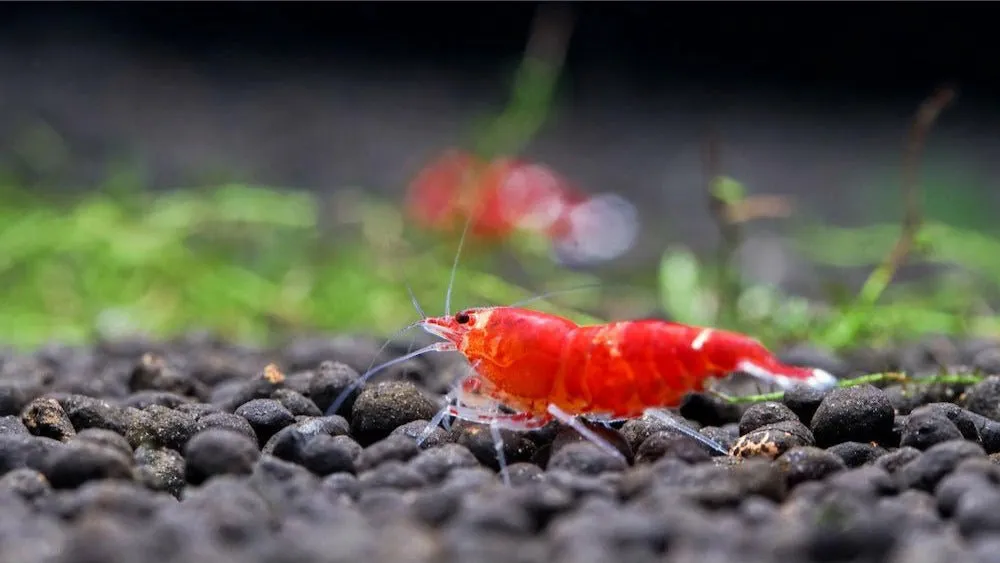 Caridina Logemanni Super Crystal Red dvärgräka röd