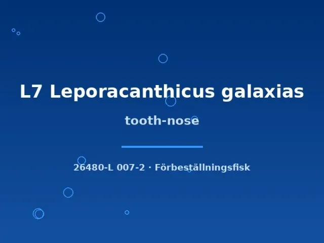 Näsets Ciklidhobby L7 Leporacanthicus galaxias mal 6–8 cm mörk