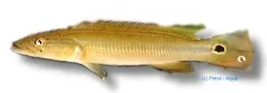Crenicichla notophtalmus dvärggädciklid över 7 cm