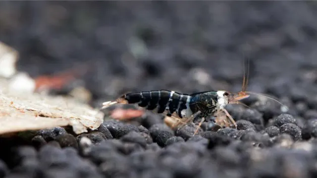 Garnelen TV Caridina logemanni Crystal Black räka