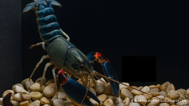 Garnelen TV Cherax Peacock kräfta 15 cm blå