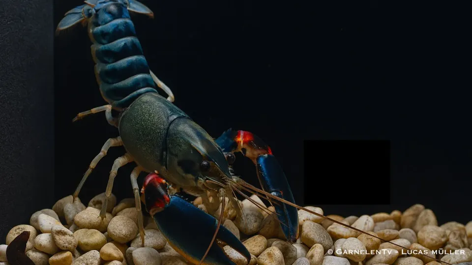 Garnelen TV Cherax Peacock kräfta 15 cm blå