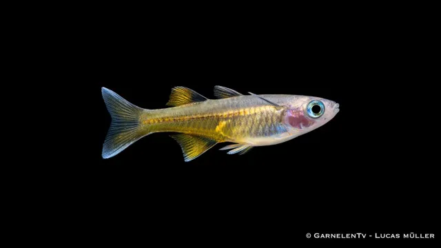 Garnelen TV Pseudomugil signifer stimfisk