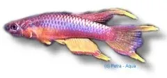 Näsets Ciklidhobby Aphyosemion splendopleure killifisk 3–4 cm