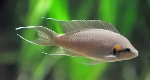 Neolamprologus Brichardi ciklid Tanganyika sten