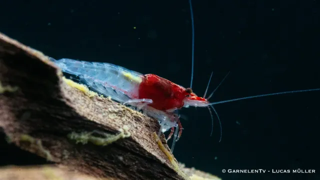 Garnelen TV Red Neck räka Neocaridina dvärgräka nybörjar