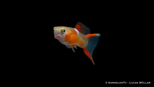 Garnelen TV Endlers guppy yellow neon hane 2 cm