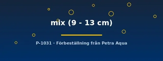 Näsets Ciklidhobby Aulonocara mix ciklid 9–13 cm Malawi