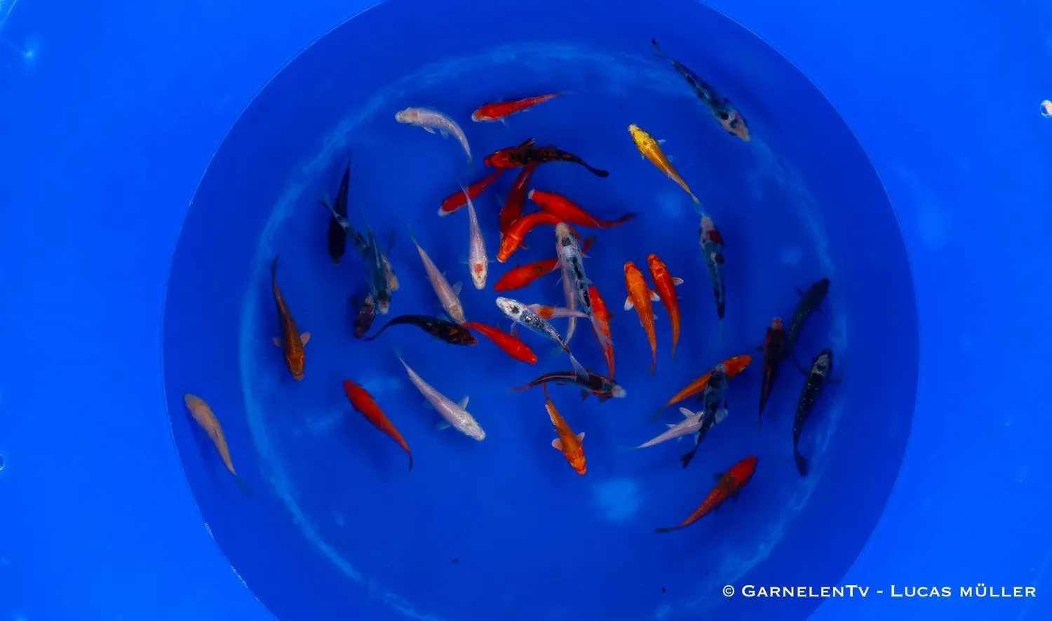 Garnelen TV Cyprinus carpio koi B 9-12 cm