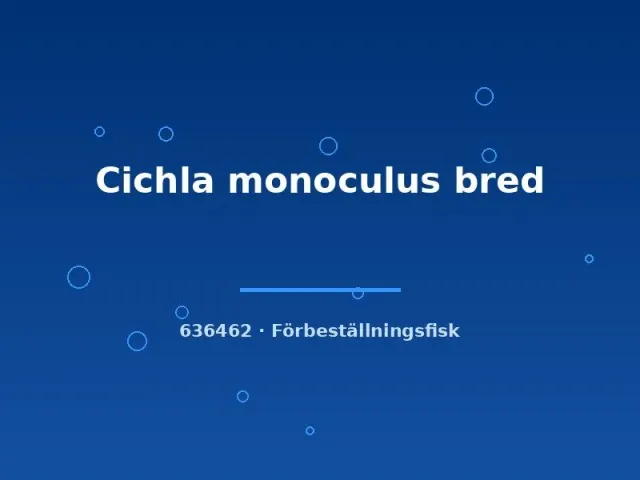 Näsets Ciklidhobby Cichla monoculus akvariefisk 4-6 cm förbeställning