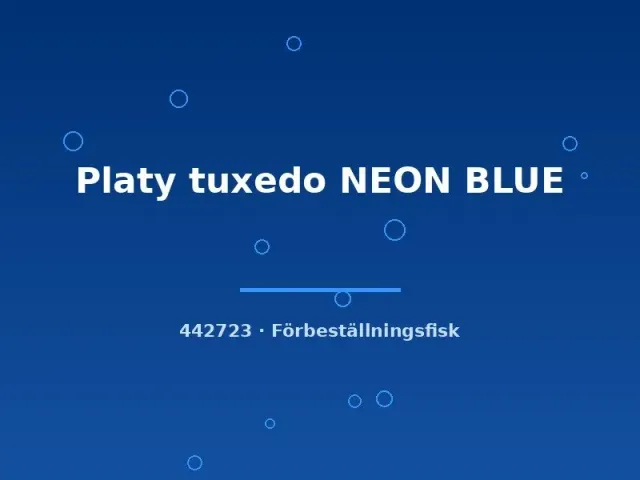 Näsets Ciklidhobby Platy Tuxedo Neon Blue akvariefisk lg tålig