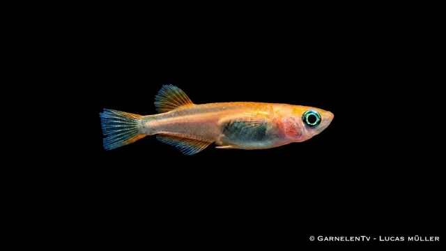 Garnelen TV Medaka Red Emperor Oryzias latipes akvariefisk 3–4 cm