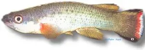Näsets Ciklidhobby Rivulus magdalenae killifisk 3–4 cm