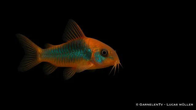Garnelen TV Corydoras venezuelanus pansarmal orange