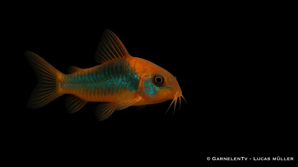 Garnelen TV Corydoras venezuelanus pansarmal orange