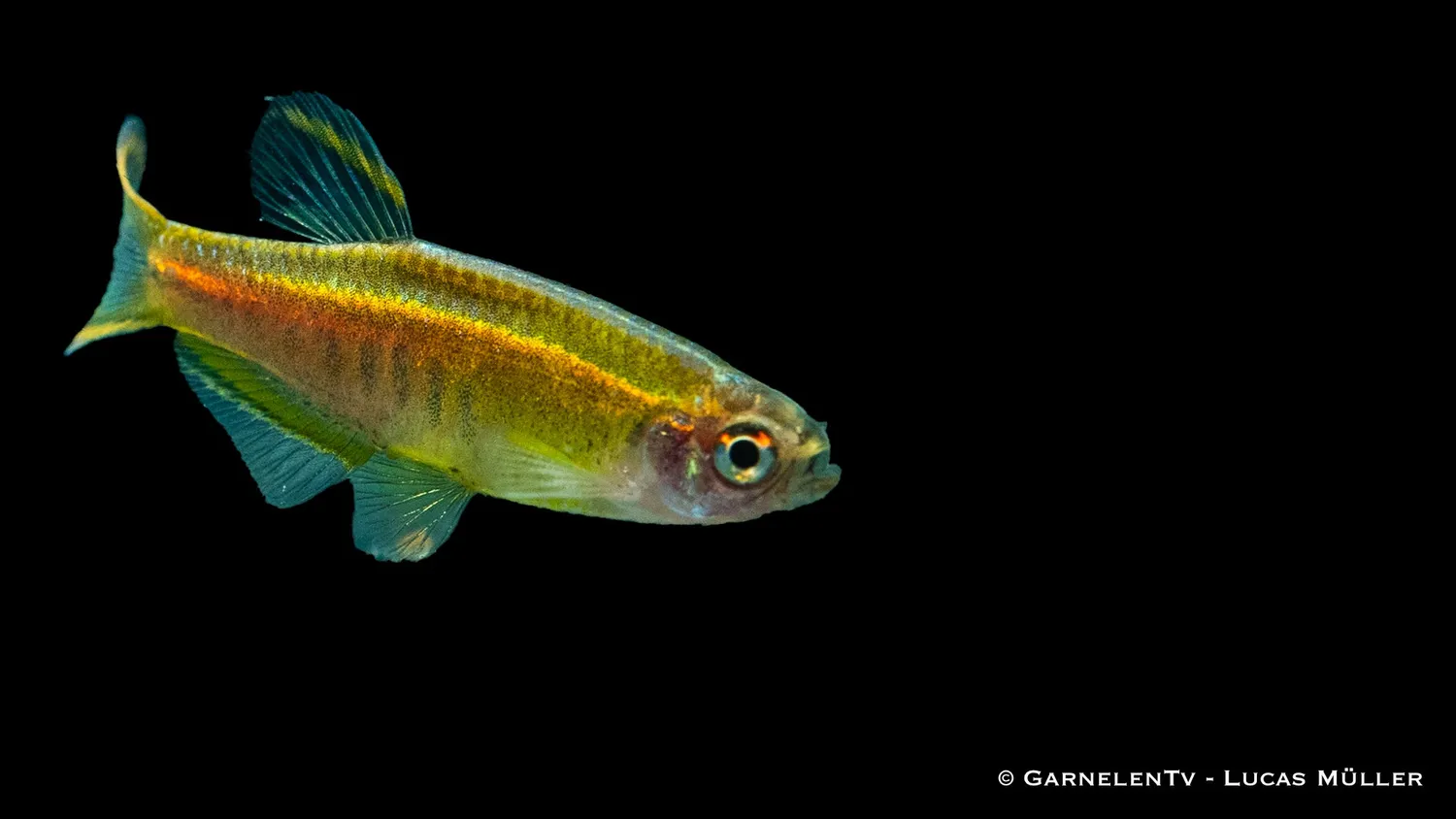 Garnelen TV Danio choprae stimfisk glödljus orange