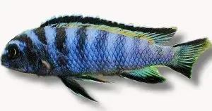 Näsets Ciklidhobby Pseudotropheus elongatus ciklid 7–9 cm