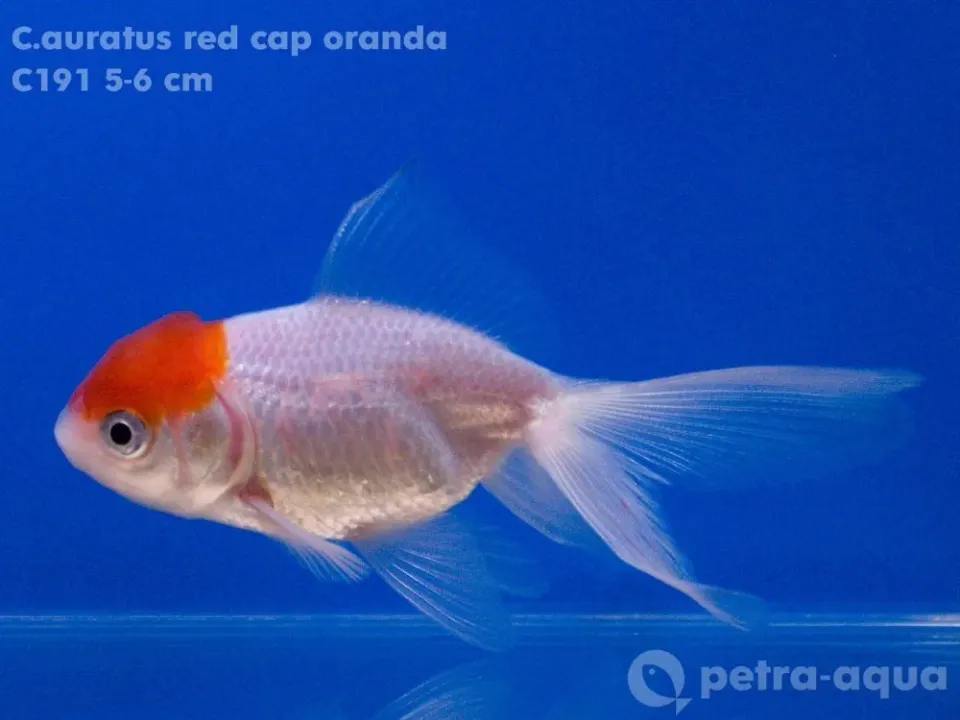 Carassius auratus red cap guldfisk 9–11 cm röd hjässa