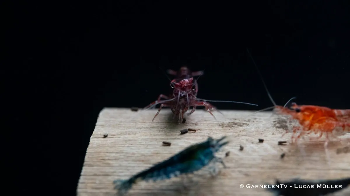 Garnelen TV Neocaridina räkmix akvarieräkor blandade