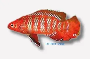 Badis badis dwarf akvariefisk 1-2 cm