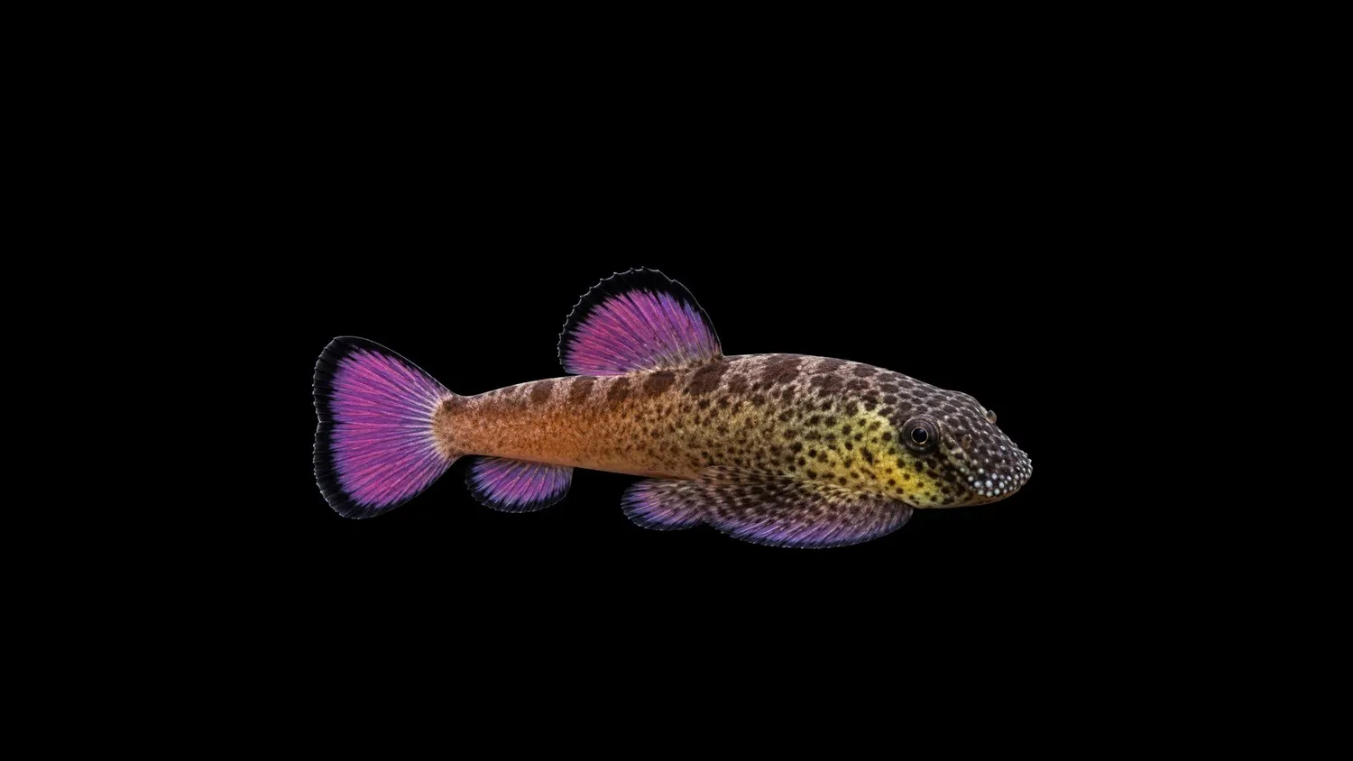 Garnelen TV Purple Fin sugmal Pseudogastromyzon 4-5,5 cm