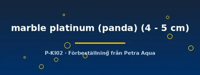 Pterophyllum scalare marble platinum skalar 4–5 cm panda