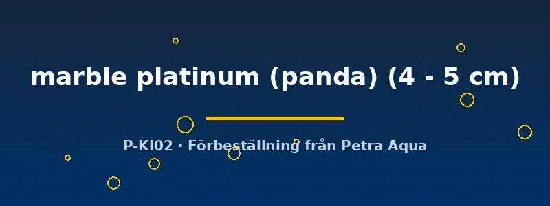Pterophyllum scalare marble platinum skalar 4–5 cm panda