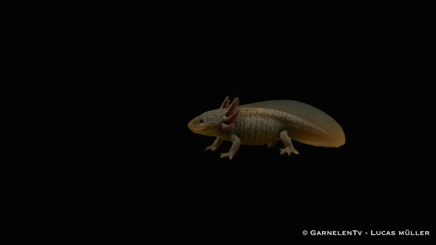 Garnelen TV Axolotl Ambystoma mexicanum groddjur vildfärg