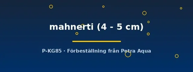Schistura mahnerti grönling bottenfisk 4–5 cm