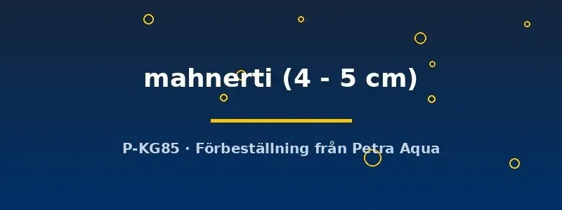 Schistura mahnerti grönling bottenfisk 4–5 cm