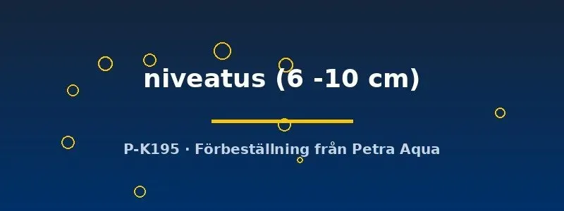 Näsets Ciklidhobby L026 Baryancistrus niveatus mal 6–10 cm