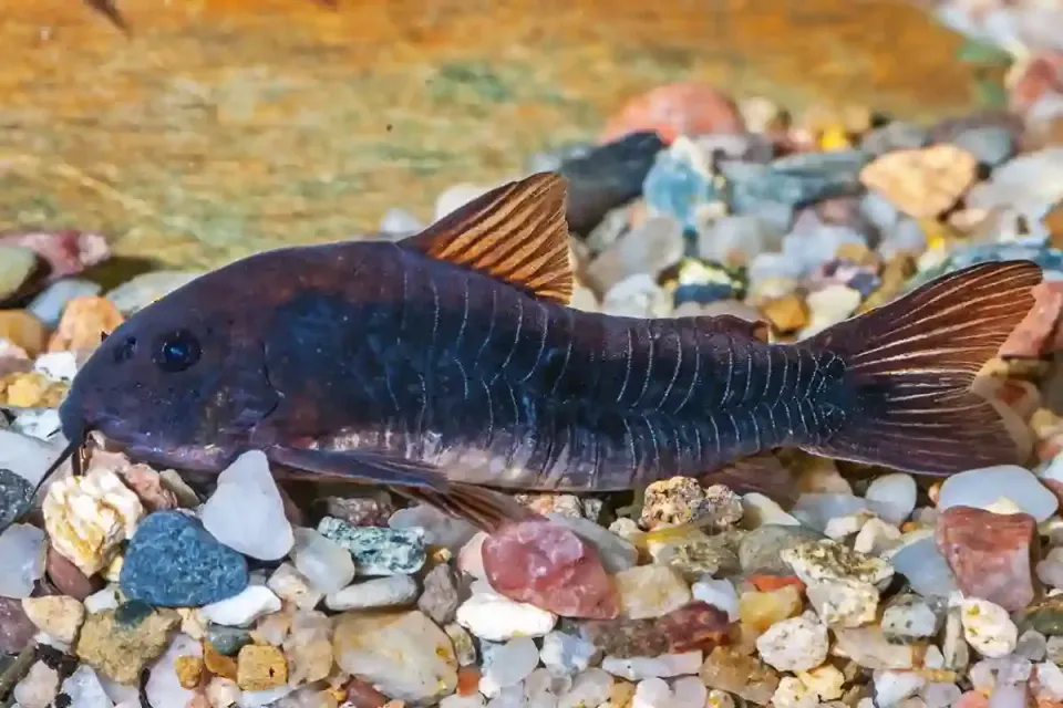 Näsets Ciklidhobby Xiphophorus pygmaeus akvariefisk 2-3 cm