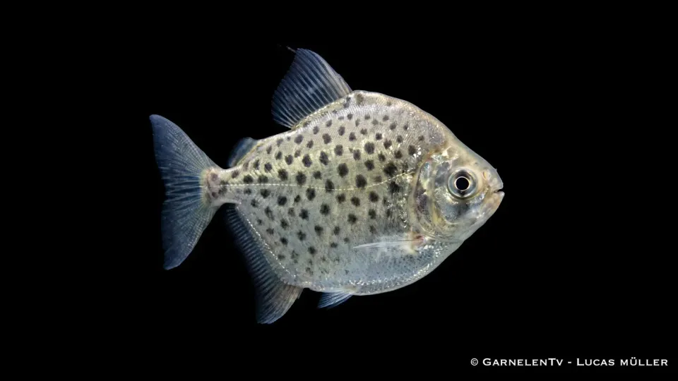 Garnelen TV Metynnis maculatus skivtetra prickig 20 cm