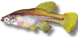 Näsets Ciklidhobby Skiffia bilineata twoline skiffia 2–3 cm