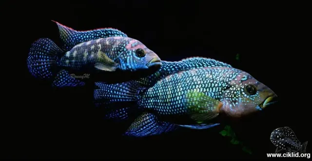 Näsets Ciklidhobby Jack Dempsey ciklid 3,5–4 cm kraftfull