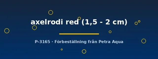Rasbora Axelrodi Red 1,5–2 cm akvariefisk – stimfisk