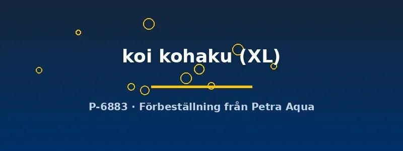 Näsets Ciklidhobby Svärdbärare Koi Kohaku XL akvariefisk