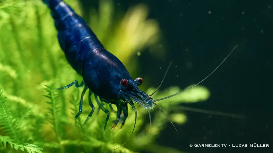 Garnelen TV Blue Dream dvärgräka blå Neocaridina davidi