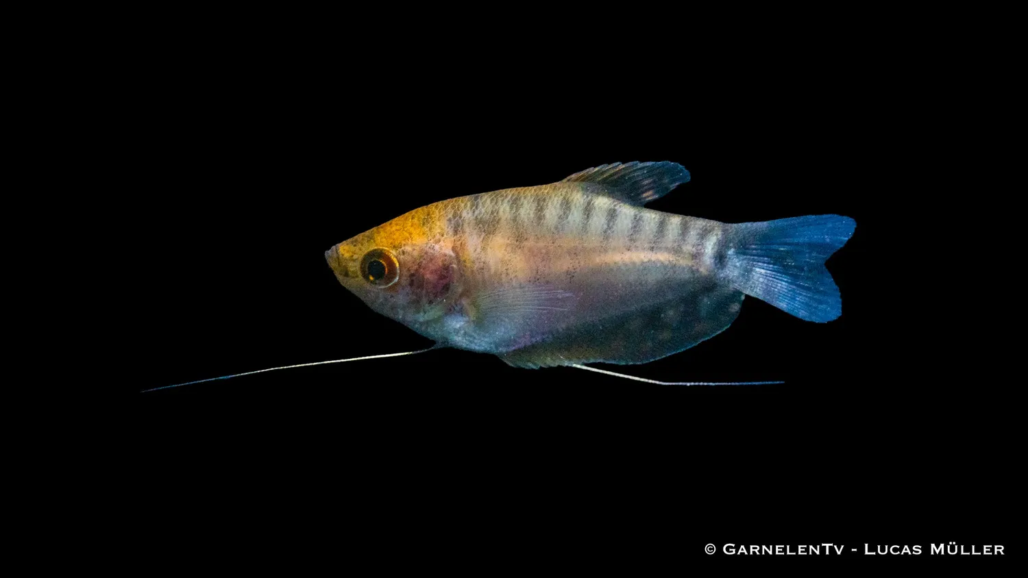 Garnelen TV Trichogaster trichopterus akvariefisk guld