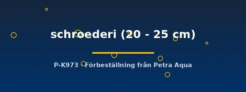 Näsets Ciklidhobby Potamotrygon schroederi rocka 20-25cm mönstrad