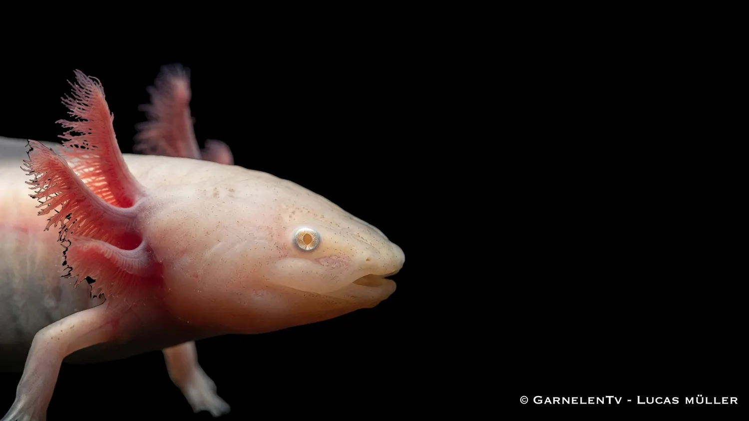Garnelen TV Ambystoma mexicanum albino axolotl