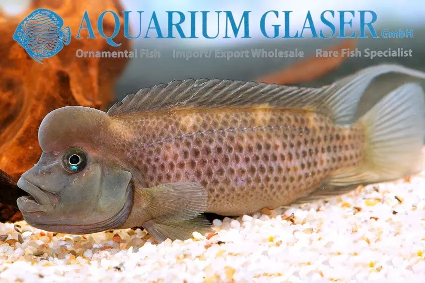 Näsets Ciklidhobby Steatocranus casuarius ciklid 3–4 cm