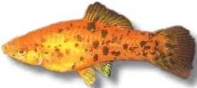 Näsets Ciklidhobby Swordtail Berlin svärdfisk 6–8 cm röd