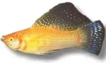 Näsets Ciklidhobby Sail-Fin Molly Gold akvariefisk 6–7 cm